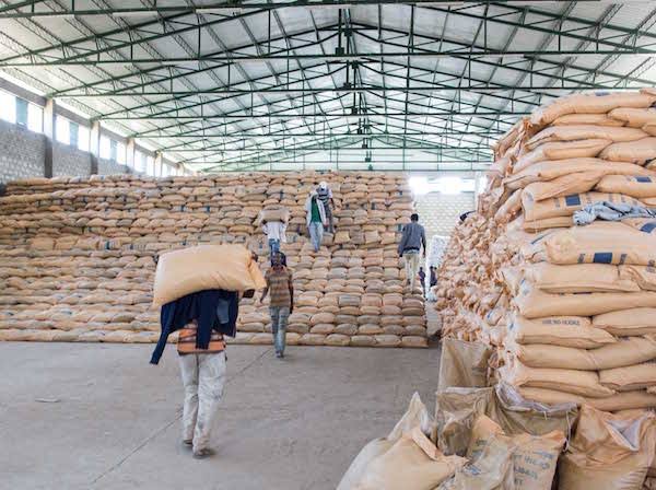 Loading bags of cocoa beans in Ghana